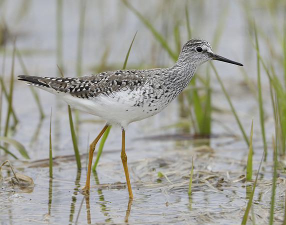 Lesser Yellowlegs Tringa flavipes