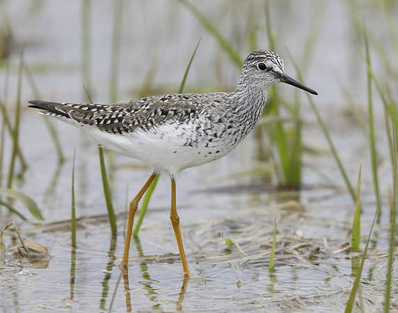 Lesser Yellowlegs Tringa flavipes