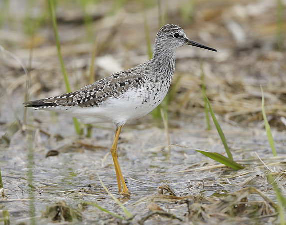 Lesser Yellowlegs Tringa flavipes