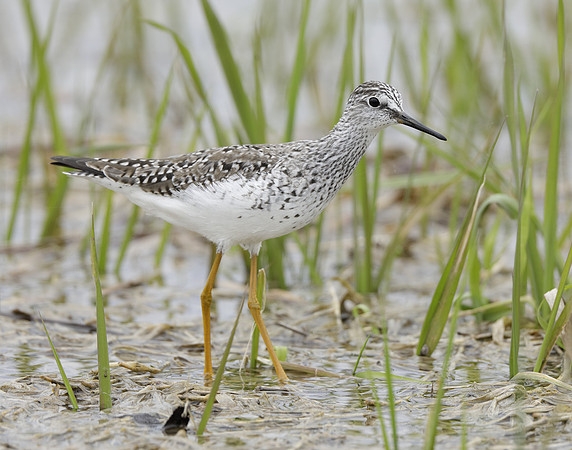 Lesser Yellowlegs Tringa flavipes