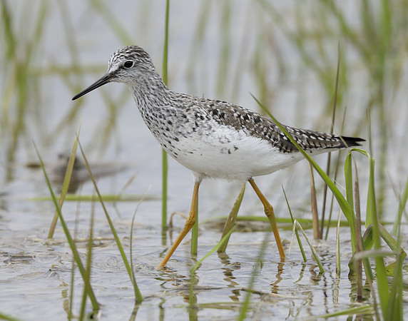 Lesser Yellowlegs Tringa flavipes