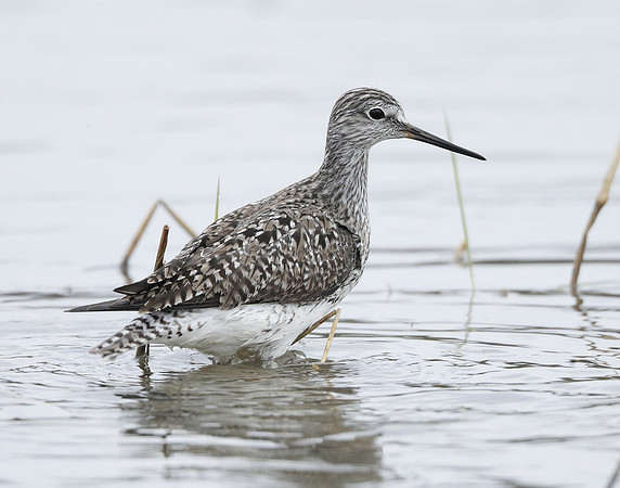 Lesser Yellowlegs Tringa flavipes
