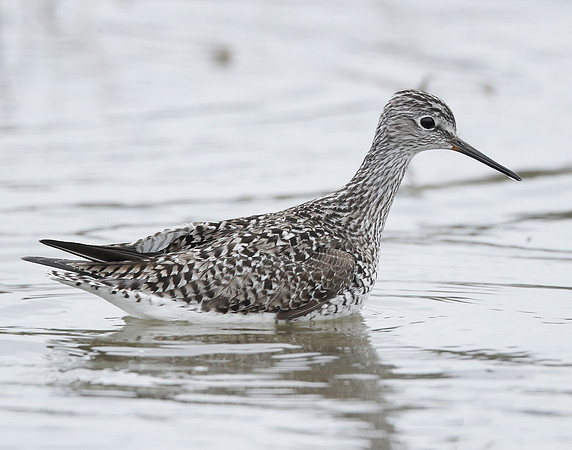 Lesser Yellowlegs Tringa flavipes