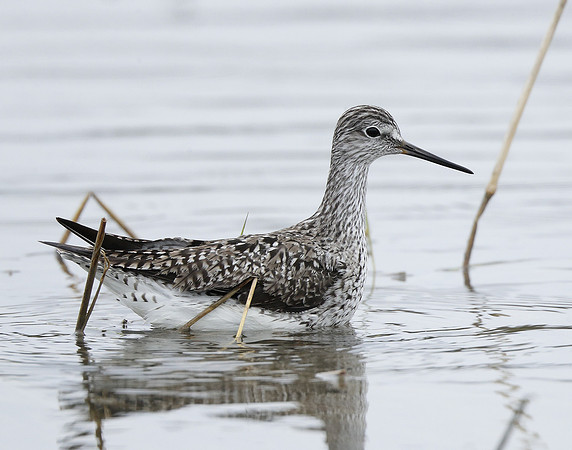 Lesser Yellowlegs Tringa flavipes