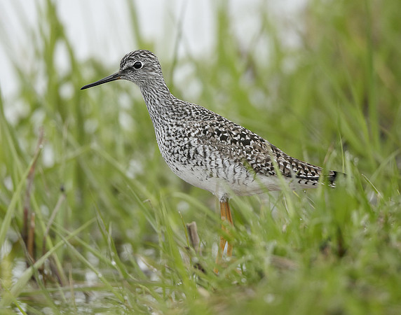 Lesser Yellowlegs Tringa flavipes