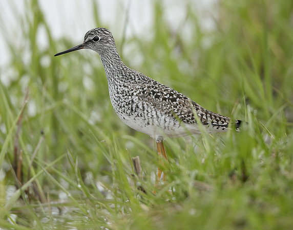 Lesser Yellowlegs Tringa flavipes