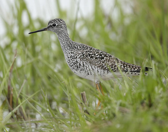 Lesser Yellowlegs Tringa flavipes