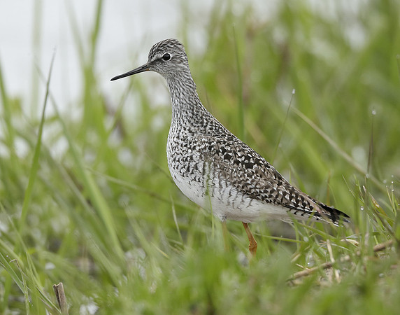 Lesser Yellowlegs Tringa flavipes