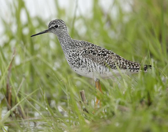 Lesser Yellowlegs Tringa flavipes