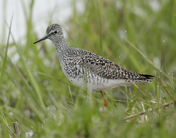 Lesser Yellowlegs Tringa flavipes