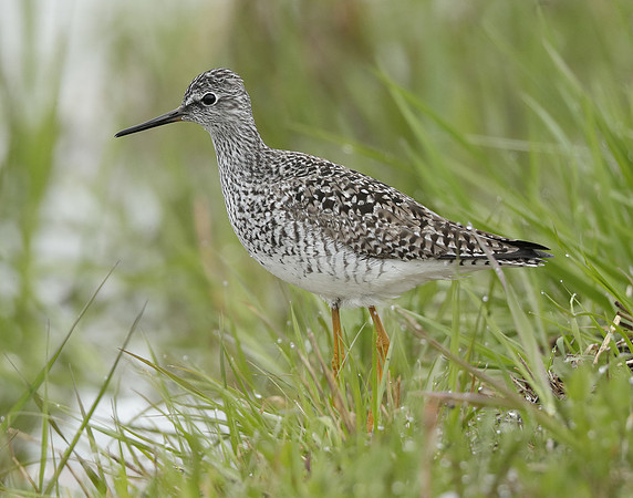 Lesser Yellowlegs Tringa flavipes