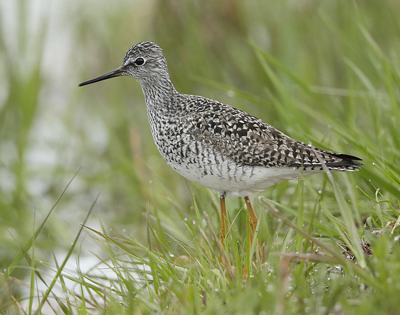Lesser Yellowlegs Tringa flavipes