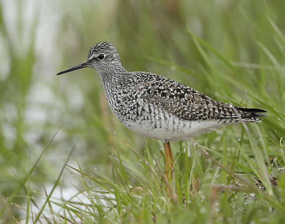 Lesser Yellowlegs Tringa flavipes