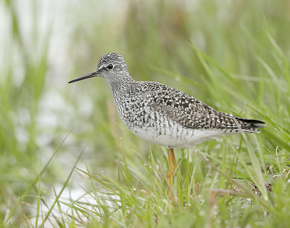 Lesser Yellowlegs Tringa flavipes