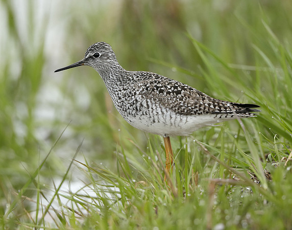 Lesser Yellowlegs Tringa flavipes