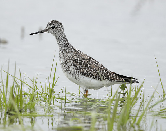 Lesser Yellowlegs Tringa flavipes