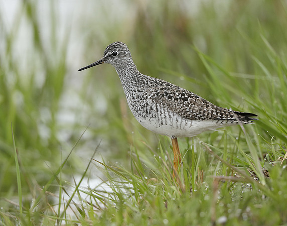 Lesser Yellowlegs Tringa flavipes