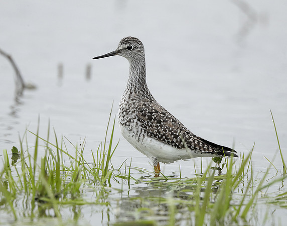 Lesser Yellowlegs Tringa flavipes