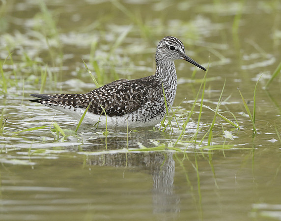Lesser Yellowlegs Tringa flavipes