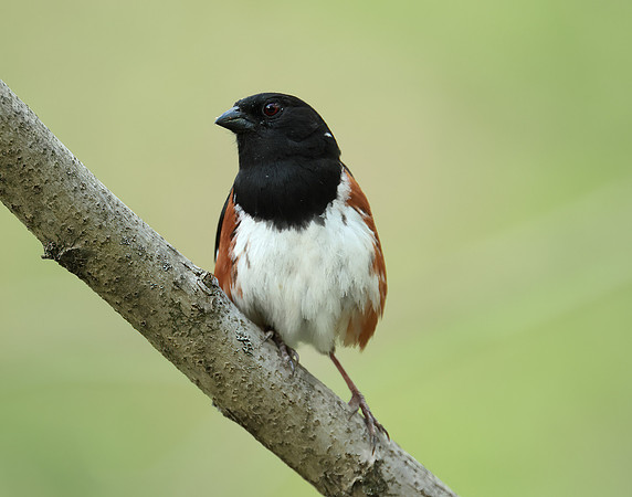 Eastern Towhee Pipilo erythrophthalmus