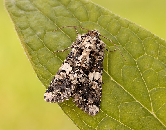 73.283 BF2171 Marbled Coronet Hadena confusa