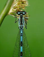 Northern Damselfly Coenagrion hastulatum