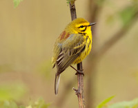 Prairie Warbler Setophaga discolor