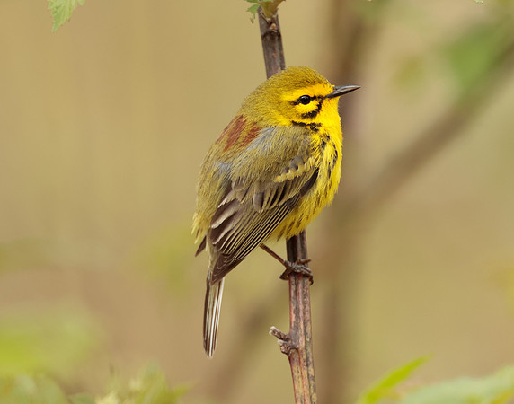Prairie Warbler Setophaga discolor
