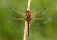 Scarce Chaser Libellula fulva