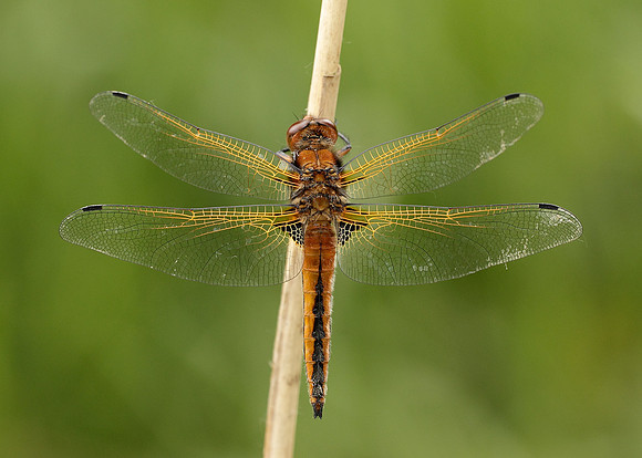 Scarce Chaser Libellula fulva