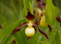 Lady's-slipper Orchid Cypripedium calceolus