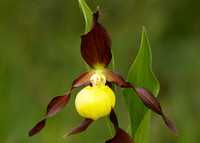 Lady's-slipper Orchid Cypripedium calceolus