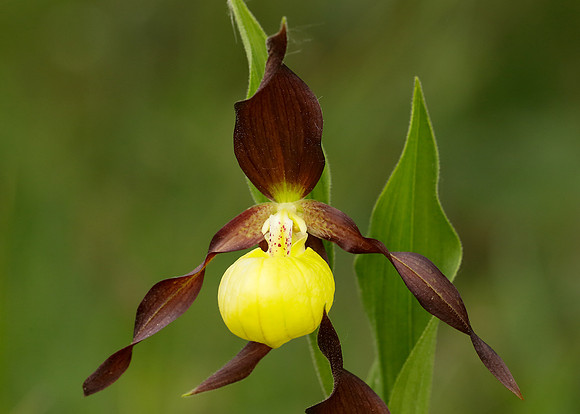 Lady's-slipper Orchid Cypripedium calceolus