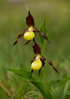 Lady's-slipper Orchid Cypripedium calceolus