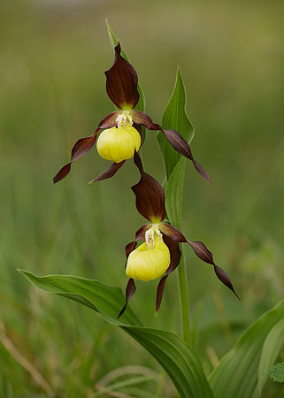 Lady's-slipper Orchid Cypripedium calceolus