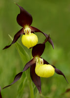 Lady's-slipper Orchid Cypripedium calceolus