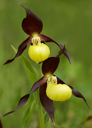 Lady's-slipper Orchid Cypripedium calceolus