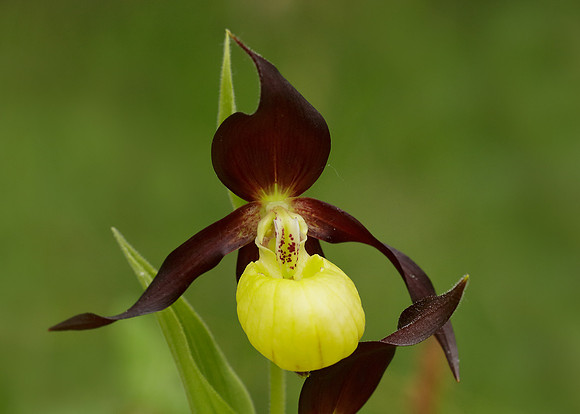 Lady's-slipper Orchid Cypripedium calceolus