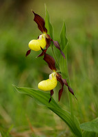 Lady's-slipper Orchid Cypripedium calceolus