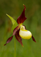 Lady's-slipper Orchid Cypripedium calceolus