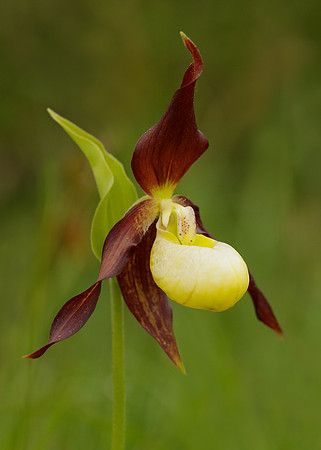 Lady's-slipper Orchid Cypripedium calceolus
