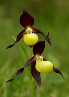 Lady's-slipper Orchid Cypripedium calceolus