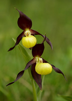 Lady's-slipper Orchid Cypripedium calceolus