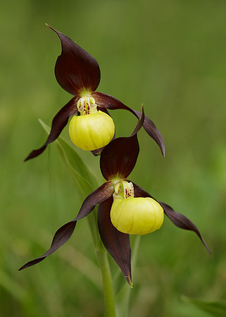 Lady's-slipper Orchid Cypripedium calceolus