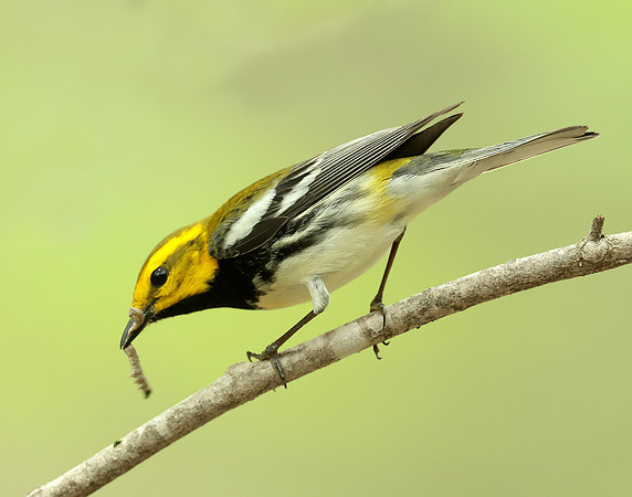 Black-throated Green Warbler Setophaga virens