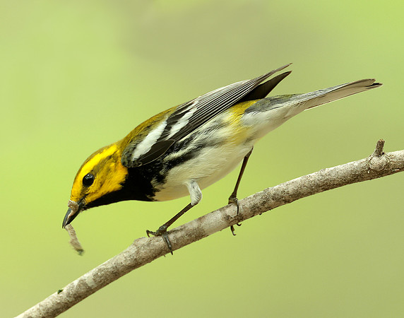 Black-throated Green Warbler Setophaga virens