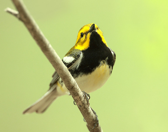 Black-throated Green Warbler Setophaga virens