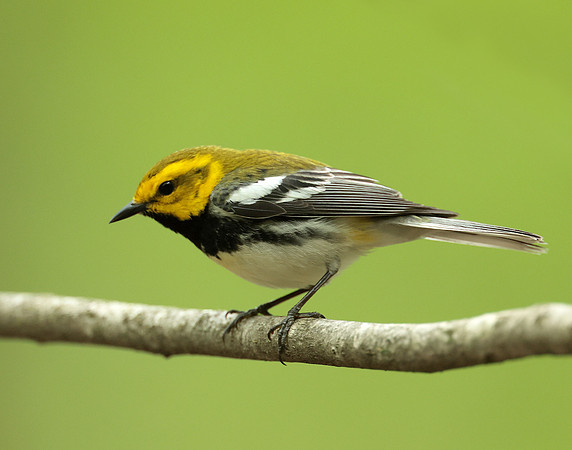 Black-throated Green Warbler Setophaga virens