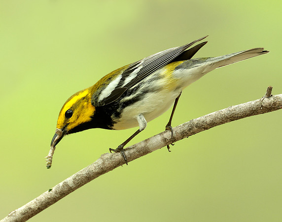 Black-throated Green Warbler Setophaga virens