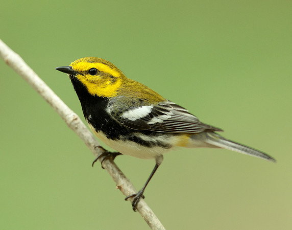 Black-throated Green Warbler Setophaga virens